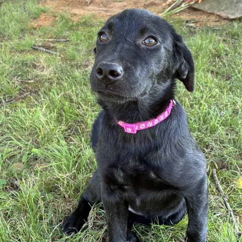 A baby medium-sized female Black Labrador Retriever dog named Summer for adoption in Huntsville, AL