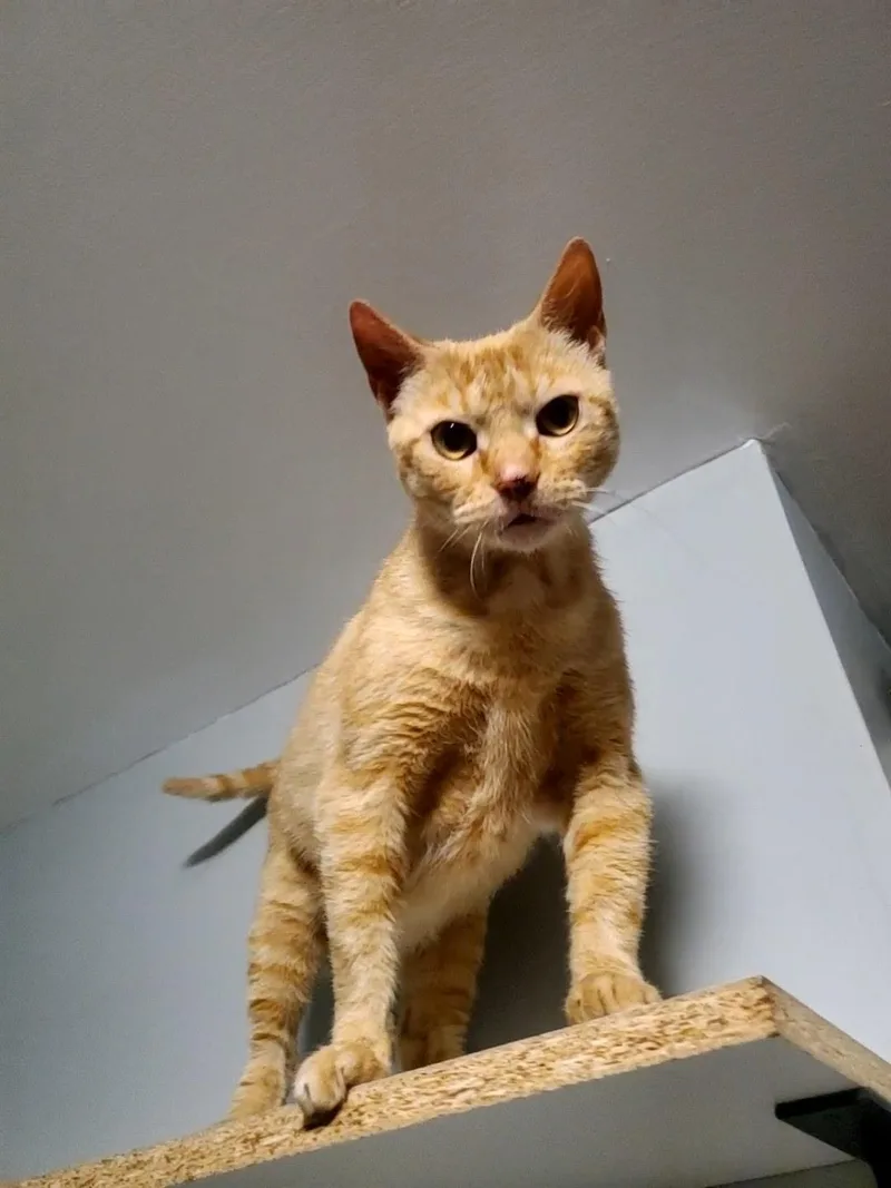 An adult medium-sized female Buff / Tan / Fawn Tabby cat named Yip for adoption in Maple Shade, NJ