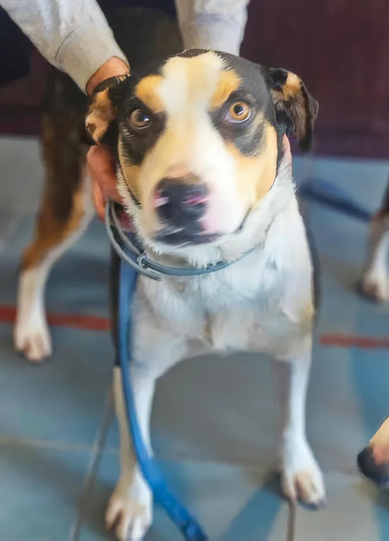An adult large-sized male Brown / Chocolate Mixed Breed dog named Zarbee for adoption in Nashville, TN