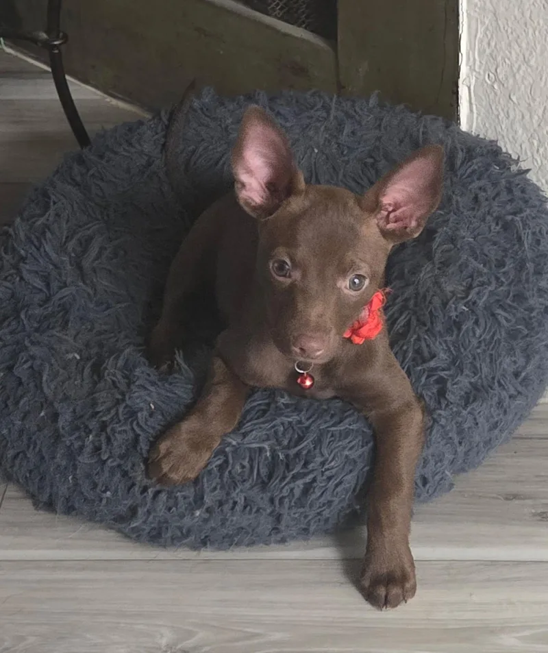 A baby small-sized male Chihuahua dog named Stewie for adoption in Penryn, CA