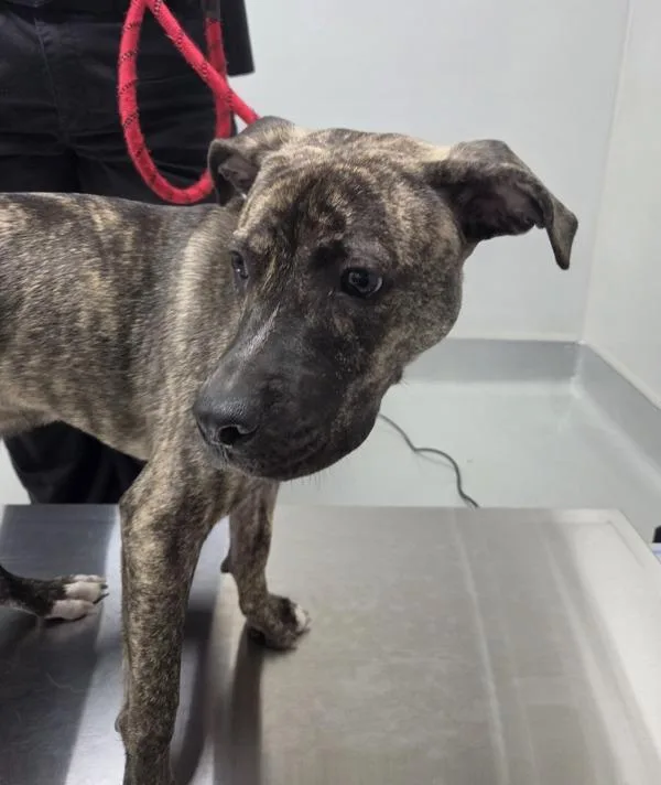 A young medium-sized male Pit Bull Terrier dog named Ic Competitor for adoption in Lawrenceville, GA
