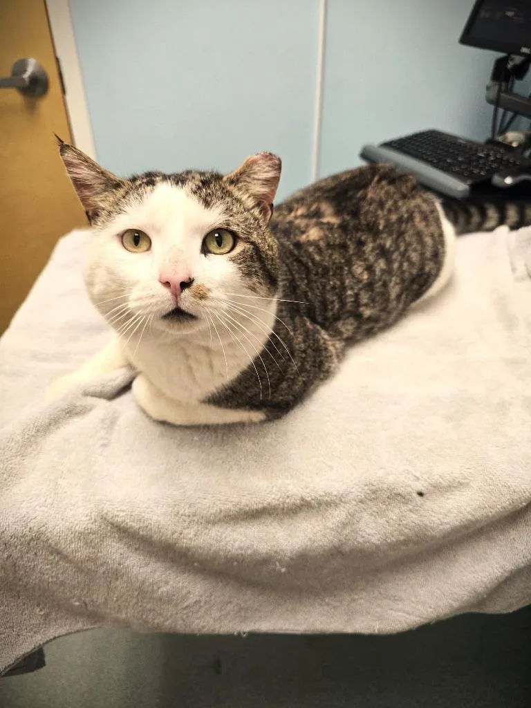 An adult medium-sized male Domestic Short Hair cat named Trooper for adoption in Pawtucket, RI