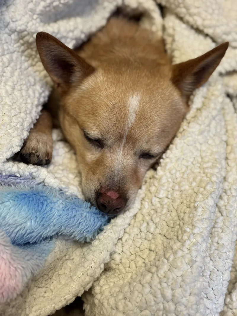 An adult small-sized male Golden Chihuahua dog named Tucker for adoption in Seattle, WA