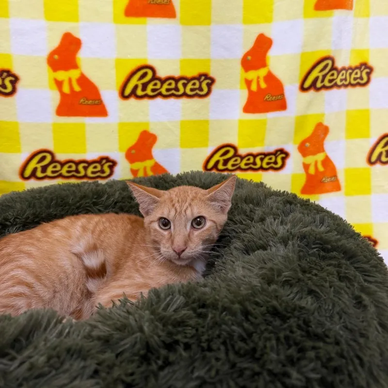 A baby small-sized male Orange / Red Domestic Short Hair cat named Jaws for adoption in Deerfield, IL