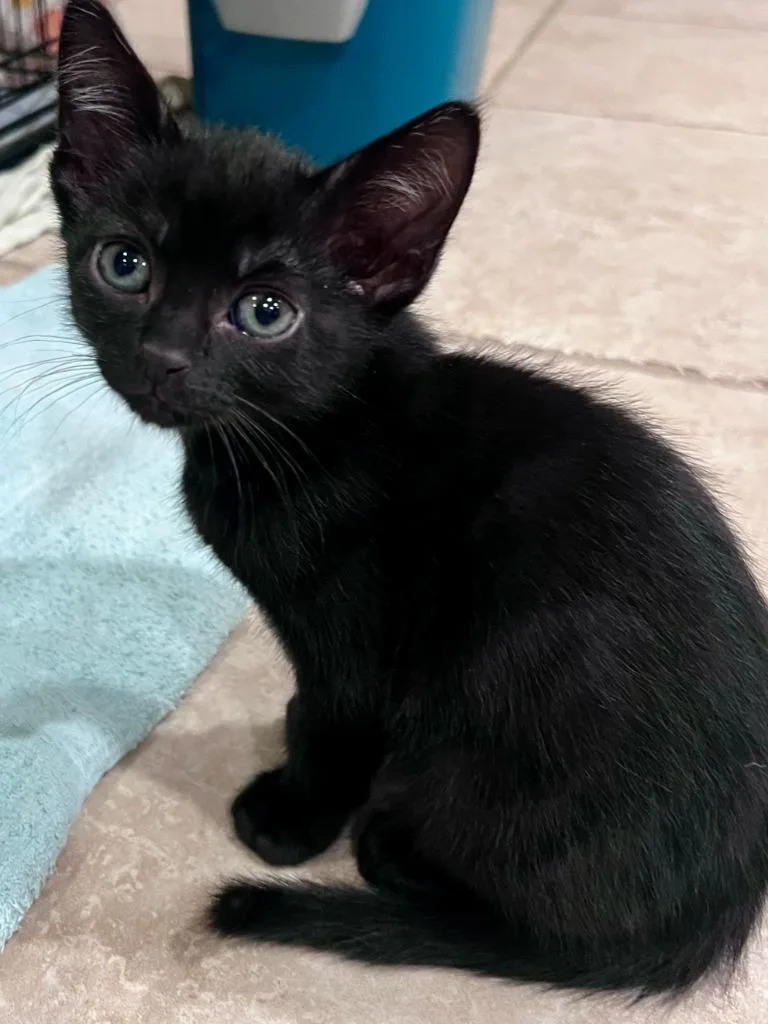 A baby medium-sized male Domestic Medium Hair cat named Jerome for adoption in Vacaville, CA