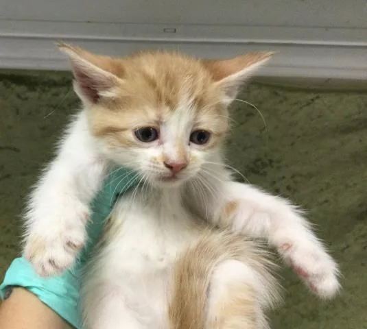 A baby small-sized female Domestic Short Hair cat named Juanita for adoption in Riverside, CA