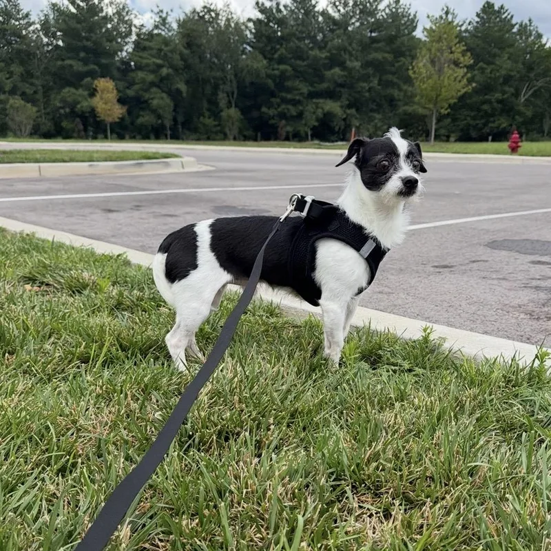 An adult small-sized male Black Terrier dog named EddyCOMING SOON for adoption in Nashville, TN