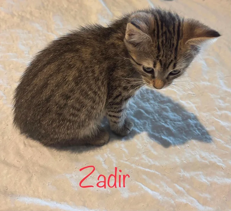 A baby small-sized male Tabby cat named Zadir for adoption in Snyder, TX