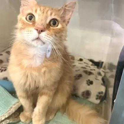 An adult medium-sized male Orange / Red Domestic Long Hair cat named Eagle for adoption in Fernandina Beach, FL