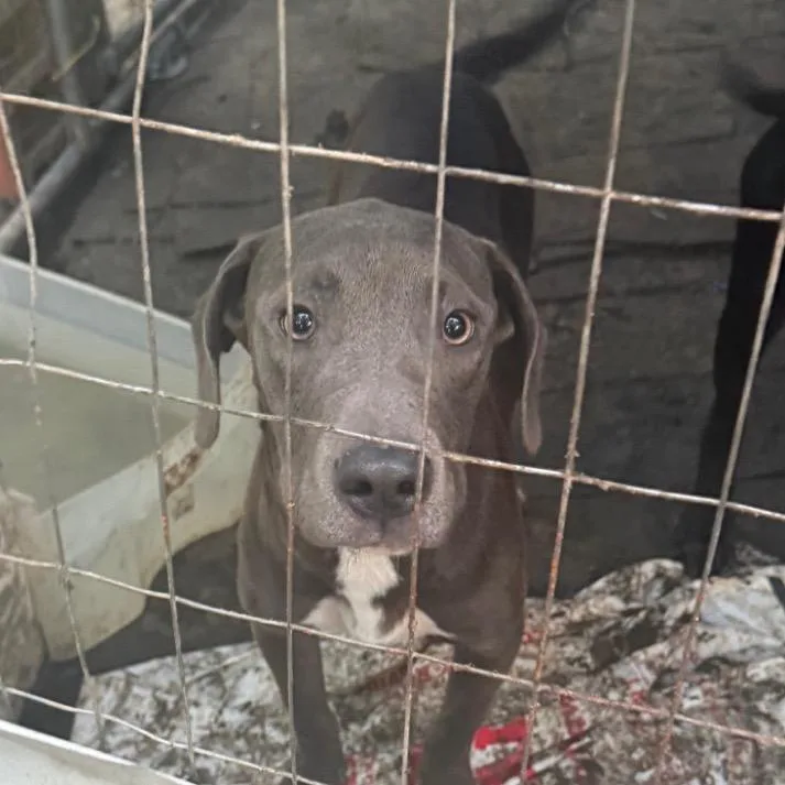 A young medium-sized female Labrador Retriever dog named Broccoli for adoption in St. Peters, MO