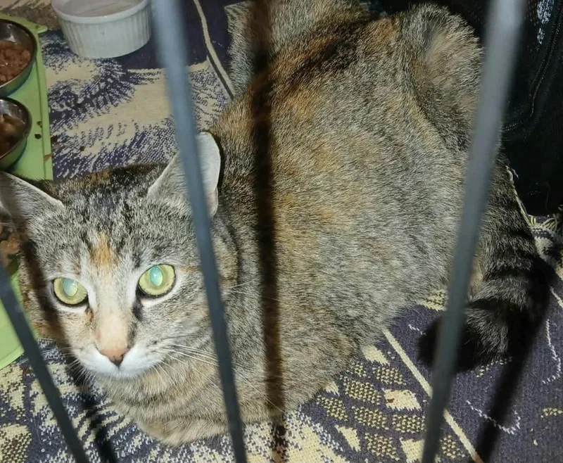 A young medium-sized female Domestic Short Hair cat named Anastasia for adoption in Chicago, IL