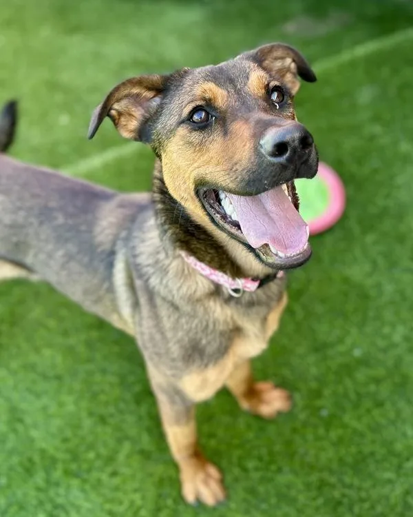 A young large-sized female German Shepherd Dog dog named Nelly for adoption in Novato, CA