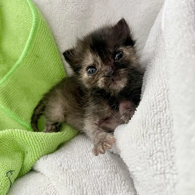 A baby small-sized female Black Domestic Short Hair cat named Jelly for adoption in Chattanooga, TN