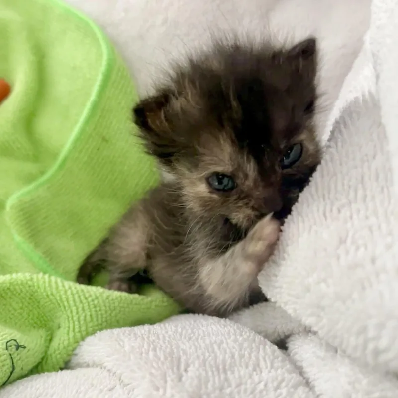 Jelly thumbnail 3