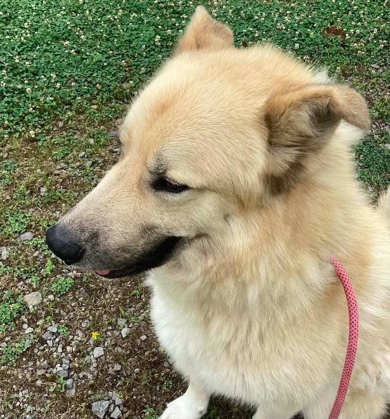 A young large-sized male Akita dog named Rocky for adoption in Beebe, AR