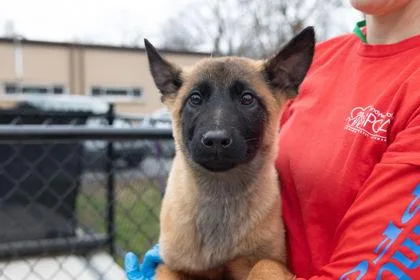 A baby large-sized female Belgian Shepherd / Malinois dog named Bolt for adoption in West Chester, PA