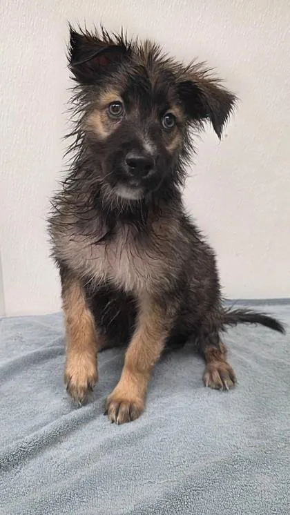 A young large-sized female Shepherd dog named Betta for adoption in Phoenix, AZ