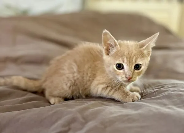 A baby small-sized female Domestic Short Hair cat named Cholula for adoption in Escondido, CA
