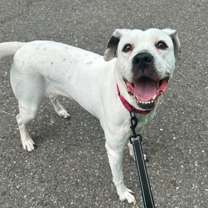 A young medium-sized female Harlequin Pit Bull Terrier dog named Zoei for adoption in Warren, OH