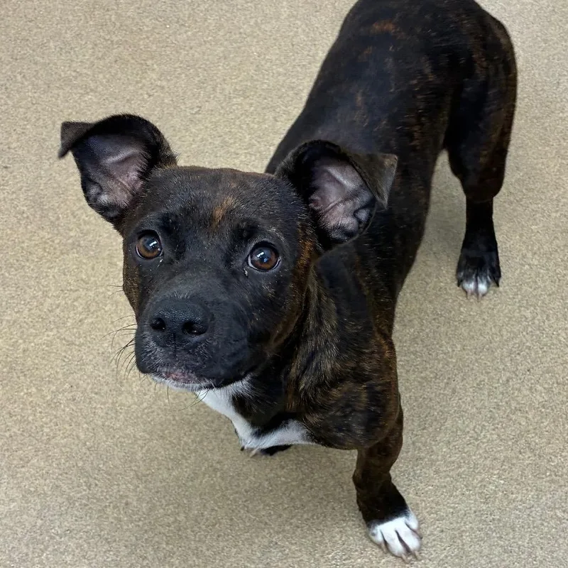 A young small-sized female Terrier dog named Tiff for adoption in Corpus Christi, TX