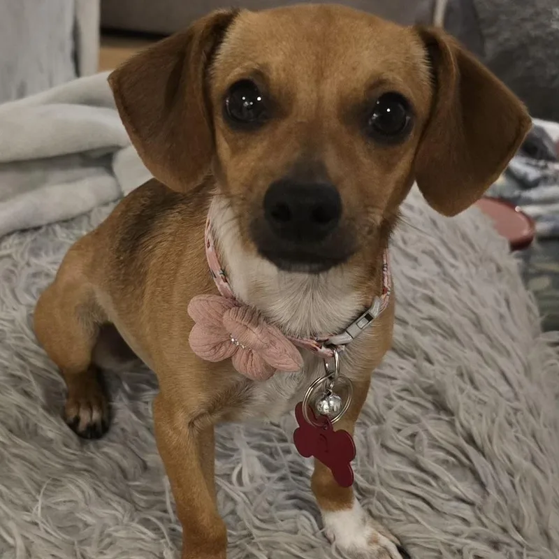 A baby small-sized female Tricolor (Brown, Black, & White) Dachshund dog named Strudel for adoption in Orlando, FL