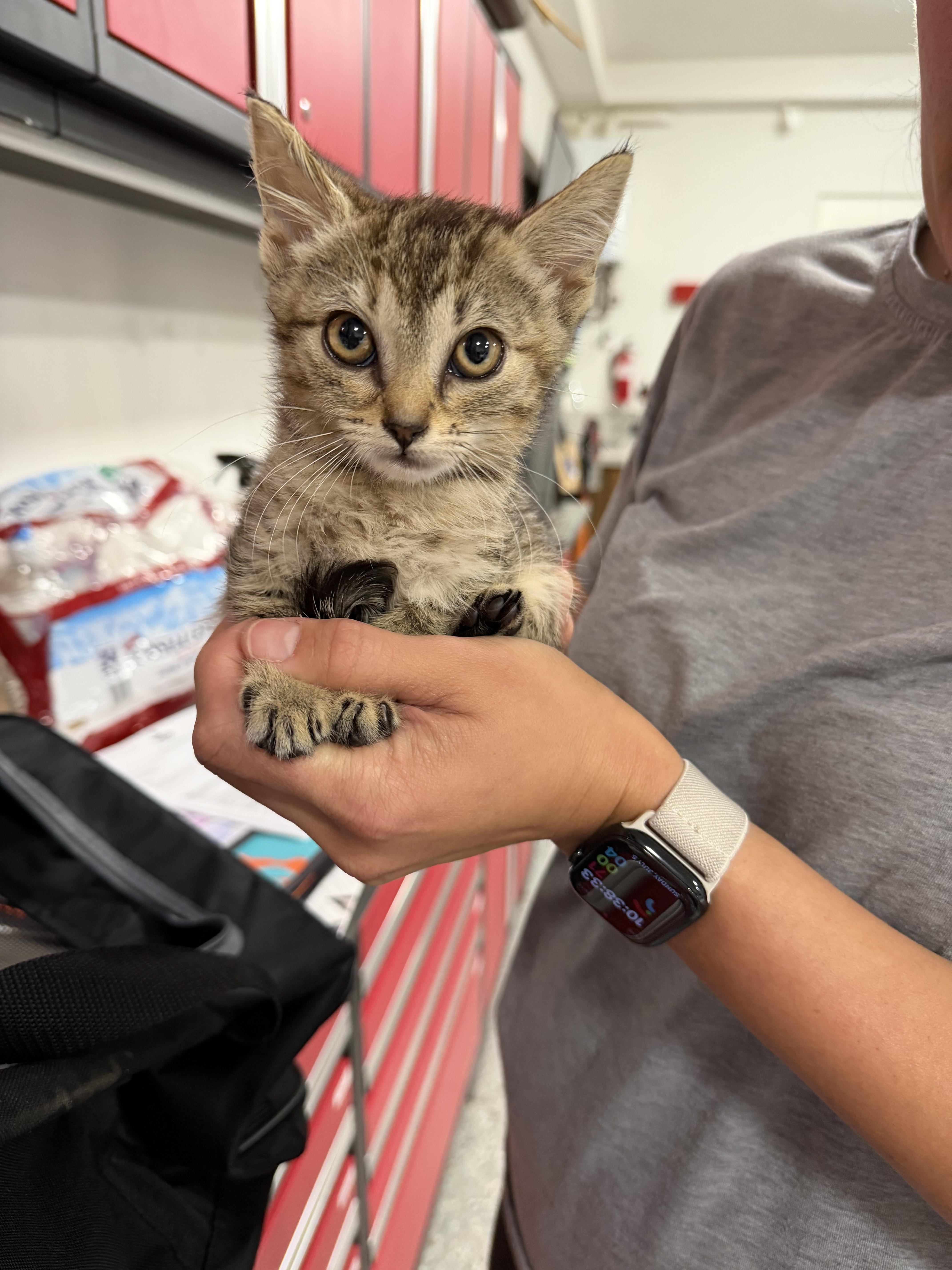 A baby small-sized female Domestic Short Hair cat named Lilian for adoption in Long Beach, CA