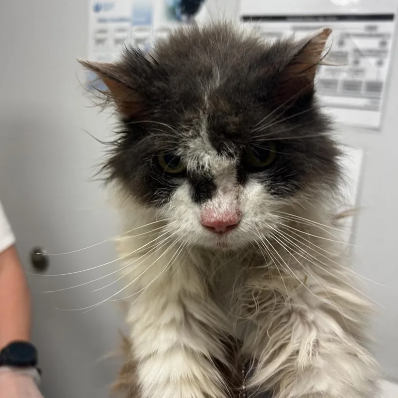 A senior small-sized female Domestic Long Hair cat named Donut for adoption in Jacksonville, FL
