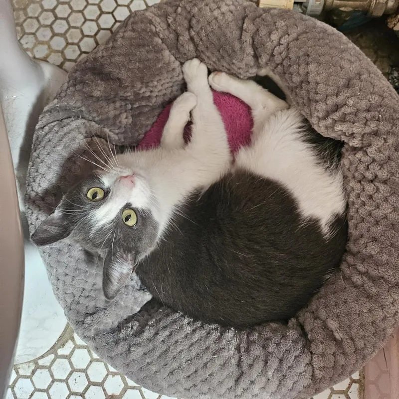 An adult small-sized female Gray / Blue / Silver American Shorthair cat named Squeak for adoption in Philadelphia, PA