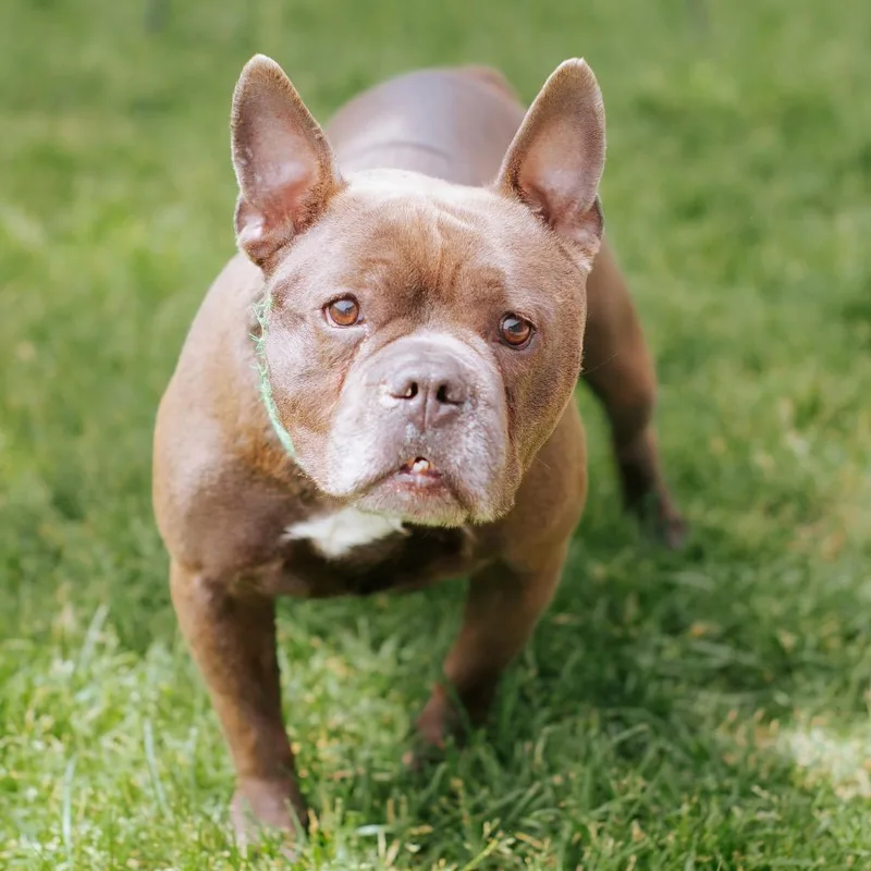 An adult medium-sized male Gray / Blue / Silver French Bulldog dog named Bruno Bear for adoption in Northbrook, IL
