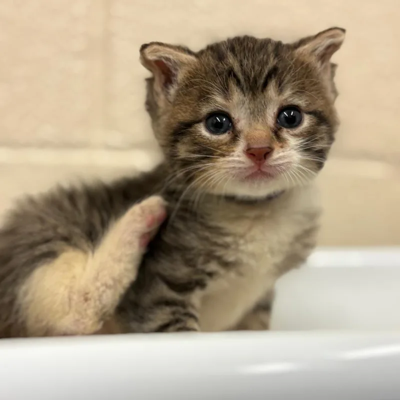A baby small-sized female Brown / Chocolate Domestic Short Hair cat named Jenny for adoption in Birdsboro, PA