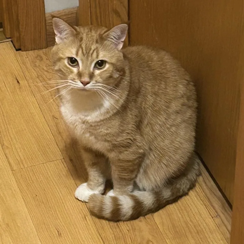 An adult large-sized male Orange / Red Domestic Short Hair cat named Kirby C for adoption in Princeton, MN