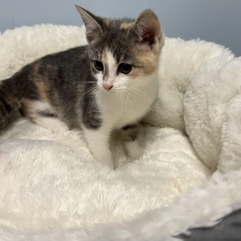 A baby medium-sized female Brown / Chocolate Domestic Short Hair cat named Moana for adoption in Kannapolis, NC