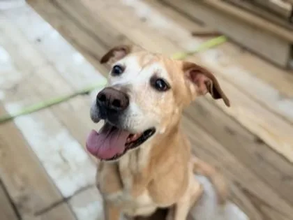 An adult large-sized female Mixed Breed dog named Cindy for adoption in Fairfax, VA