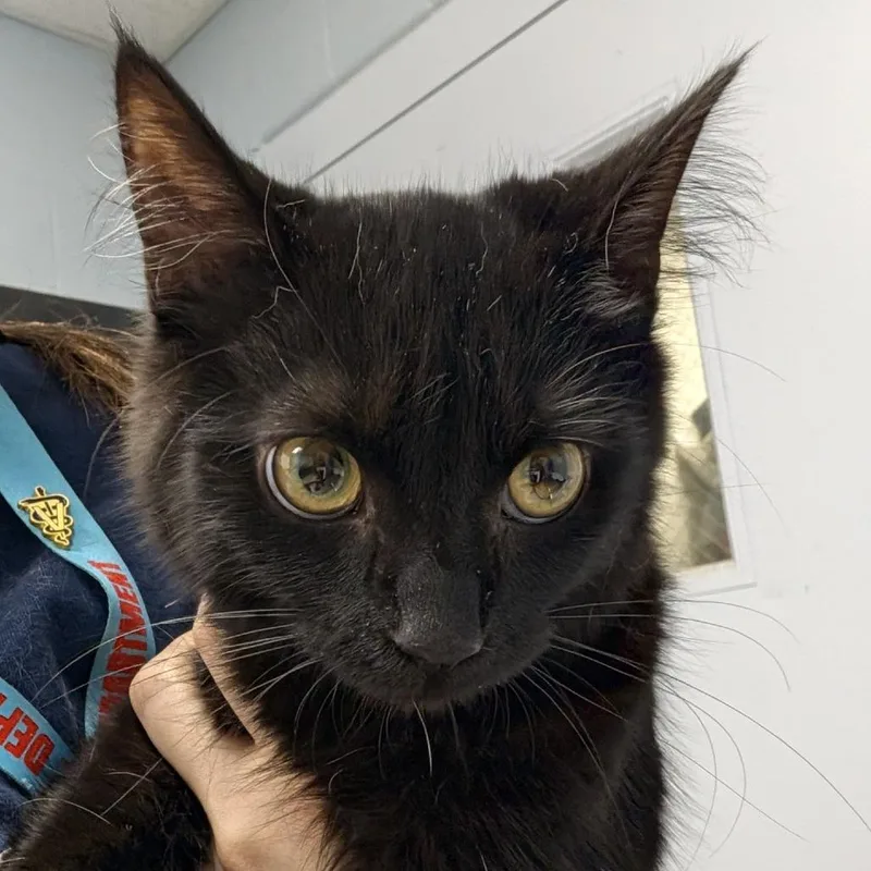 A young medium-sized female Domestic Medium Hair cat named Neve for adoption in Indianapolis, IN