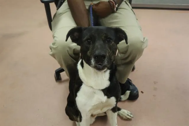 A young medium-sized male Mixed Breed dog named Tye for adoption in Columbia, SC