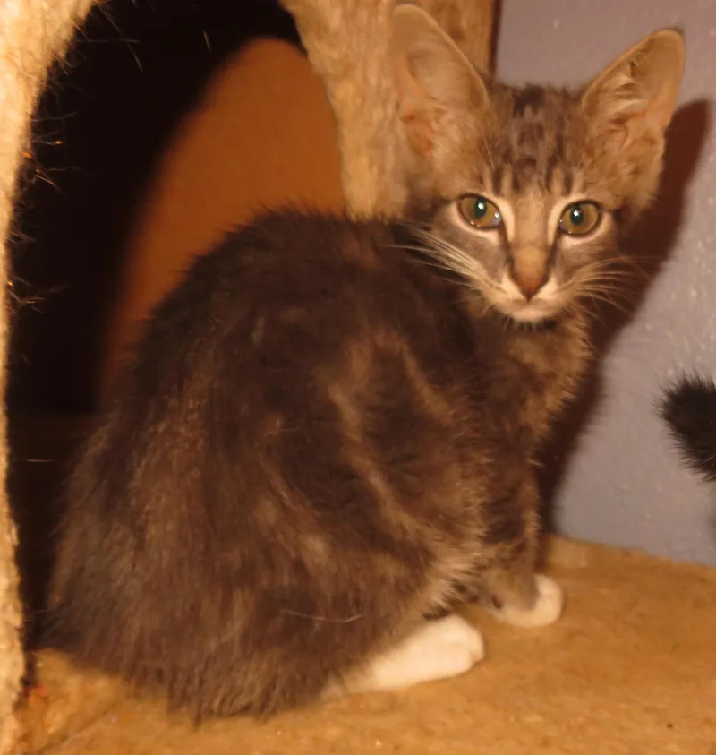 Greymalkin thumbnail 2