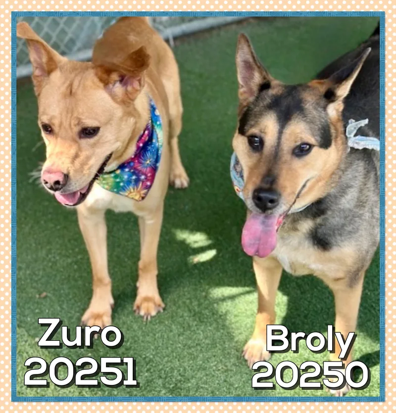 Zuro