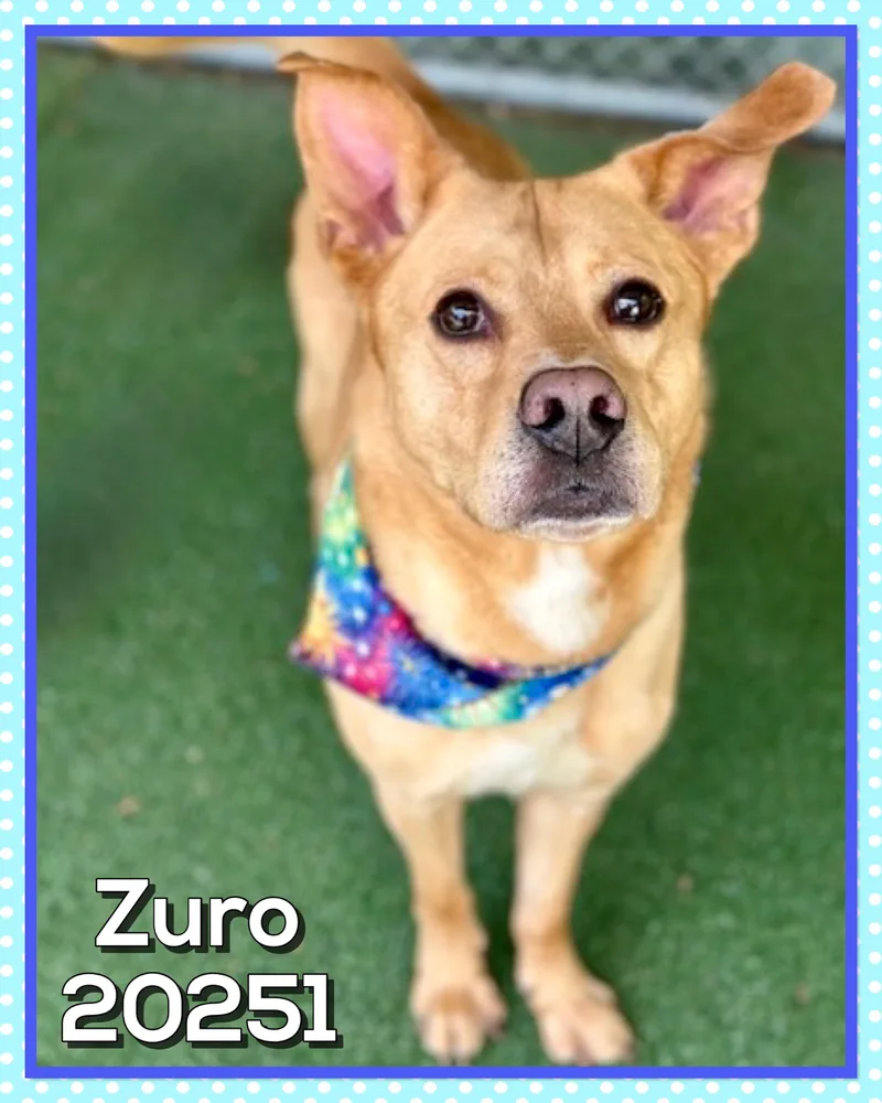 Zuro thumbnail 3