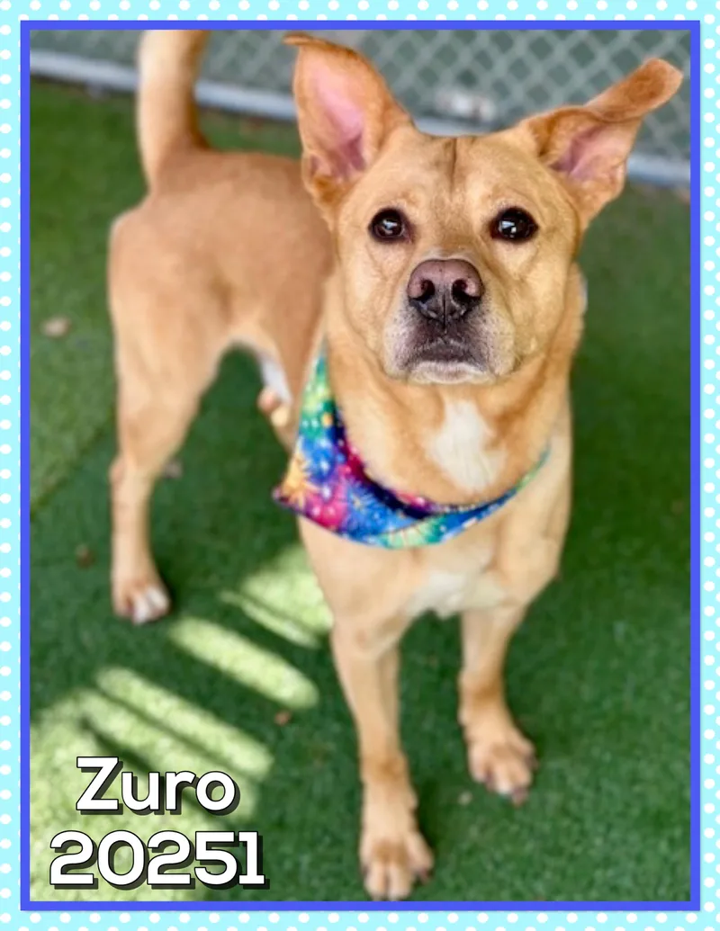 Zuro thumbnail 5
