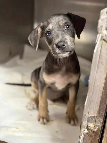 A baby large-sized male Doberman Pinscher dog named Rick for adoption in Morton Grove, IL