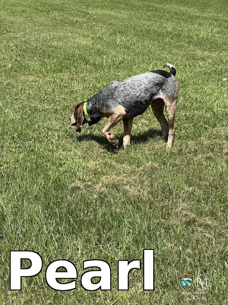 A young medium-sized female Hound dog named Pearl for adoption in Rocky Mount, NC