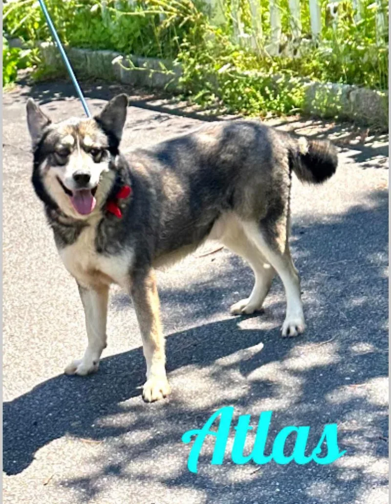 An adult large-sized male Alaskan Malamute dog named Atlas for adoption in Old Westbury, NY