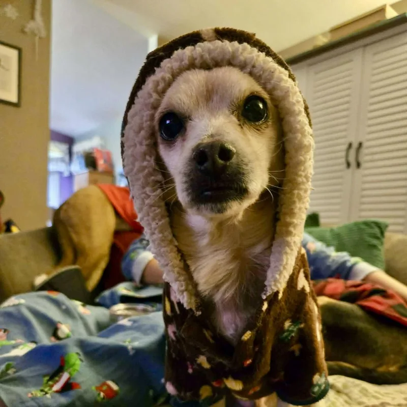 Fantastic Mr. Fox thumbnail 2