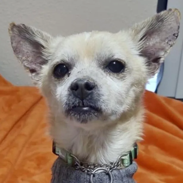 Fantastic Mr. Fox thumbnail 3