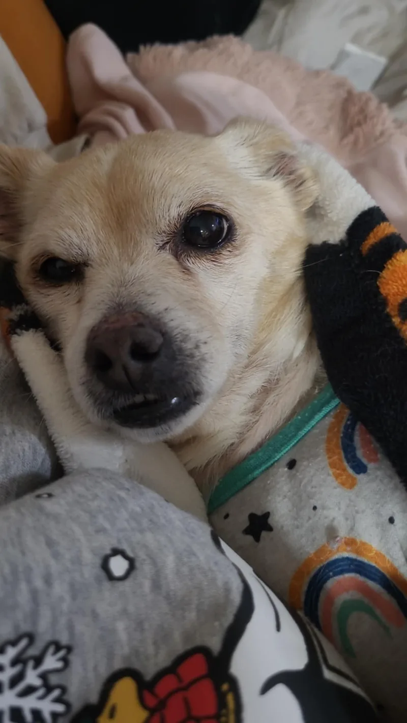 Fantastic Mr. Fox thumbnail 4