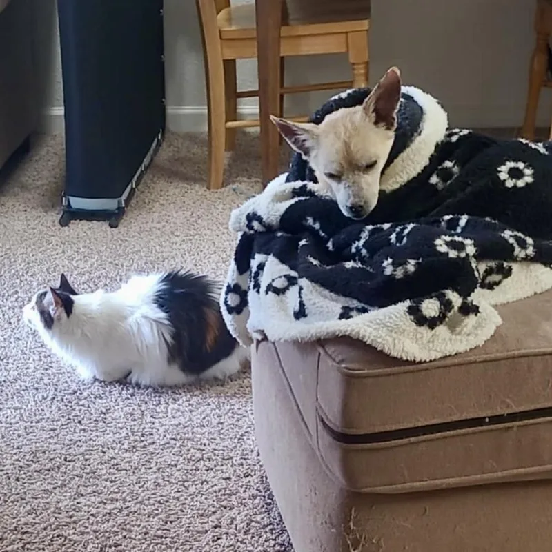 Fantastic Mr. Fox thumbnail 5