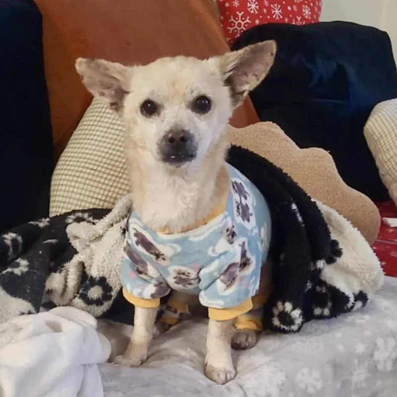 Fantastic Mr. Fox thumbnail 6