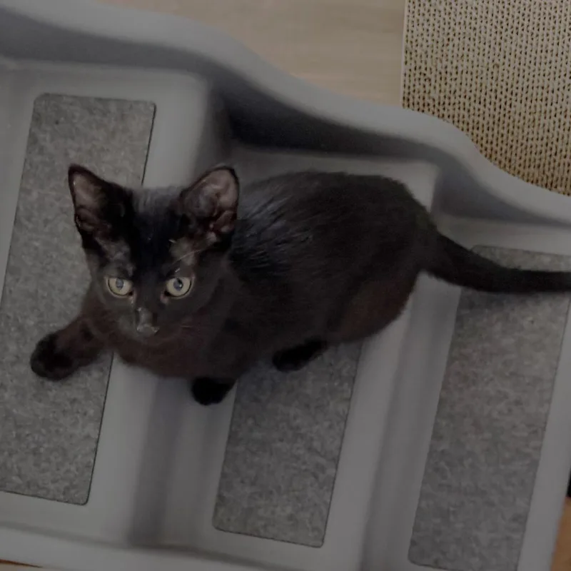 A baby small-sized male Domestic Short Hair cat named Steve for adoption in Tulsa, OK
