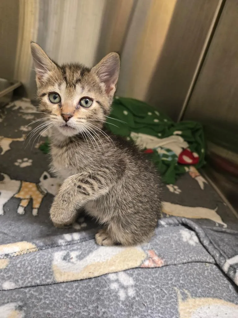 A baby small-sized male Domestic Short Hair cat named Thunderstorm for adoption in Cambridge, MD
