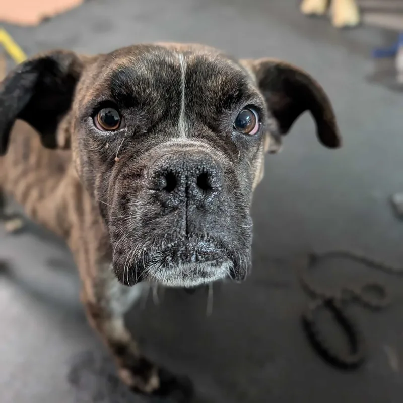 An adult medium-sized male Brindle Boxer dog named Gilbert for adoption in Enfield, NH